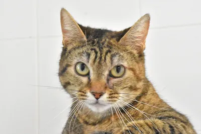 006, adopted