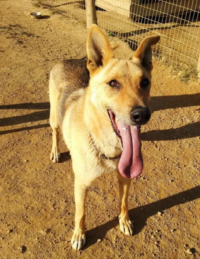 Dingo, adopted