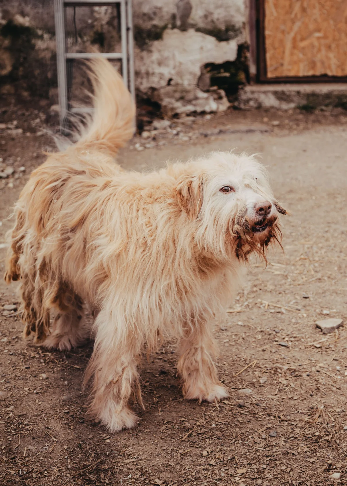 Romanian Shepherd
