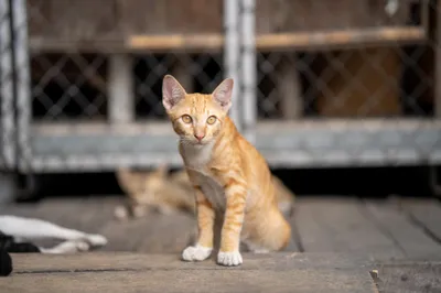 Beneficiile Adopției: O Nouă Șansă Pentru Animale Și O Viață Mai Fericită Pentru Tine, adopted