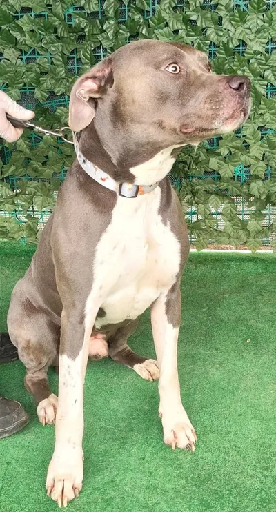 Atlas, adopted