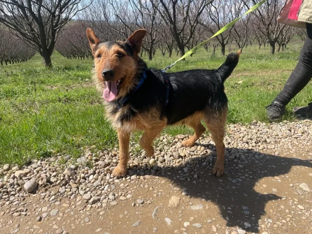 Airedale Terrier