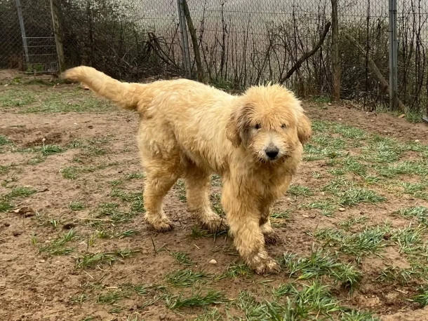 Romanian Shepherd