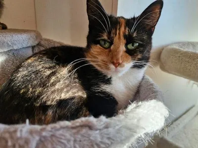 Polly, adopted