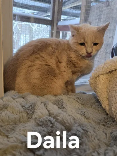 Daila, adopted