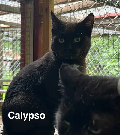 Calypso, adopted