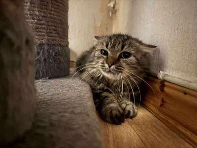 Gry, adopted