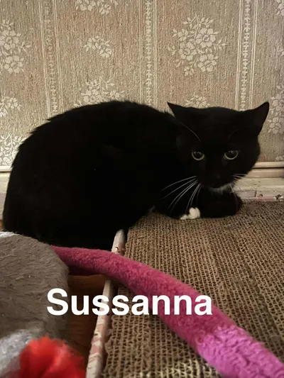 Sussanna, adopted