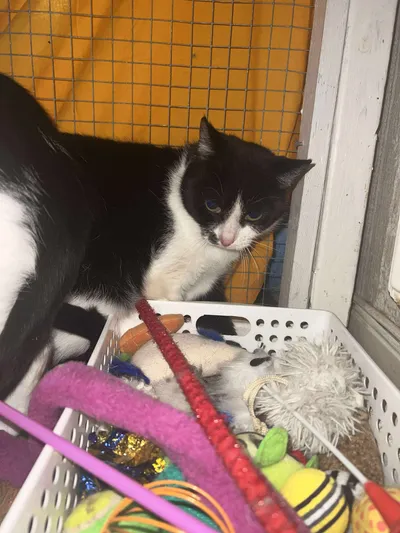 Lina, adopted