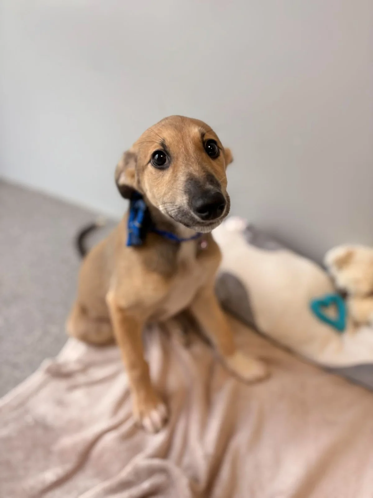 Saluki