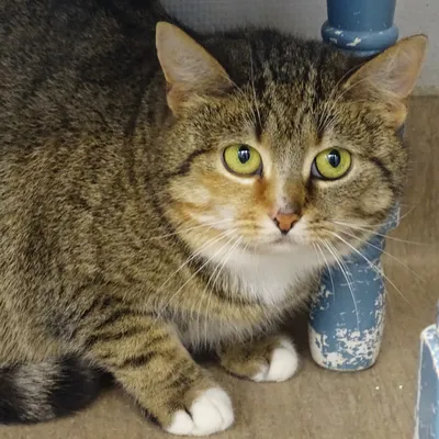 Ina BOKAD, adopted