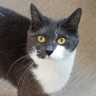 Roya, adopted