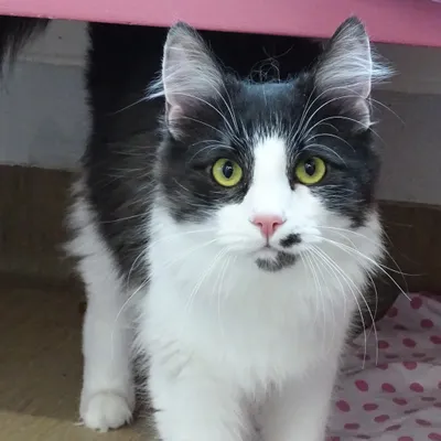 Alexius, adopted