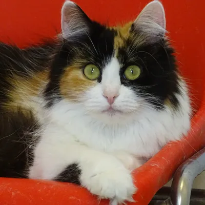 Grynet BOKAD, adopted