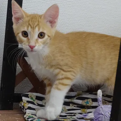 Pinja BOKAD, adopted