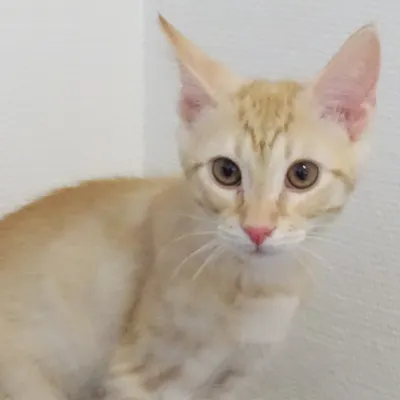 Pinoccio BOKAD, adopted