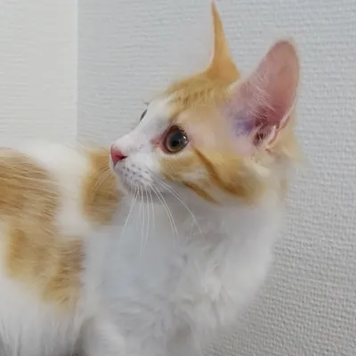 Pixie BOKAD, adopted