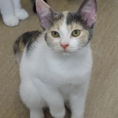 Fanta BOKAD, adopted