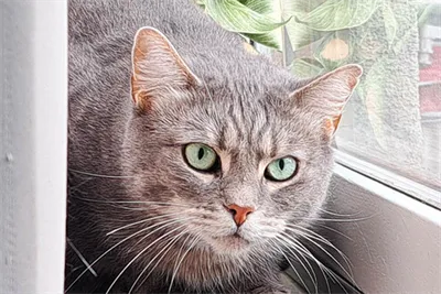 Alexius, adopted