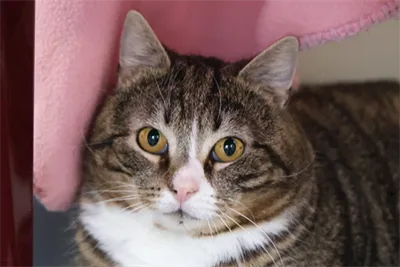 Bober, adopted