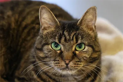 Chrisanna, adopted