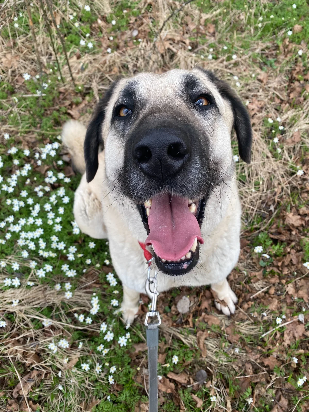 Kangal