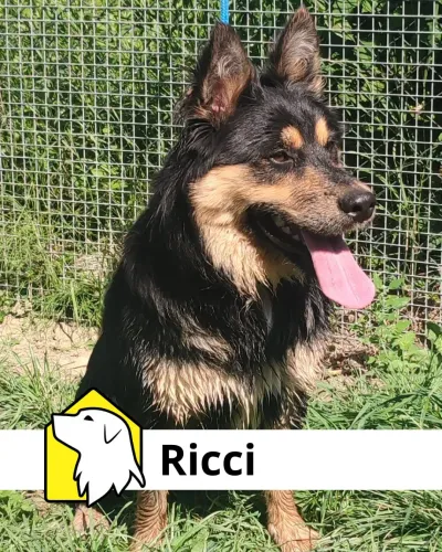 Ricci, adopted