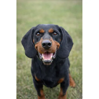Mr. SAUSAGE, adopted