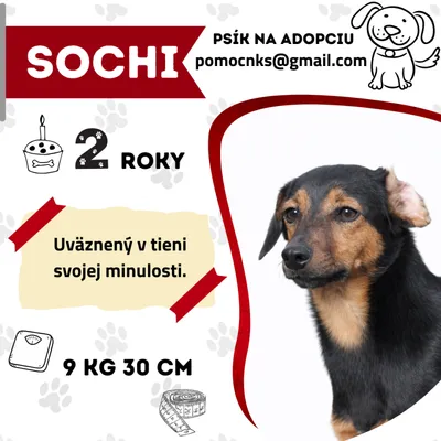 SOCHI, adopted