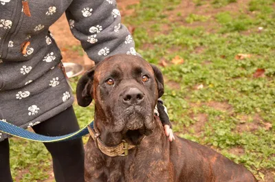 TRINY, adopted