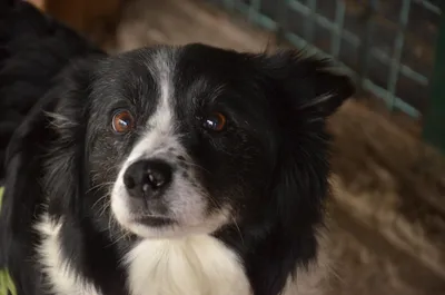 TINA, adopted