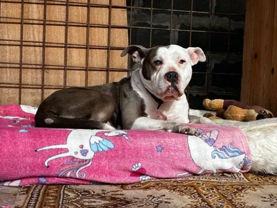 AGNES, adopted