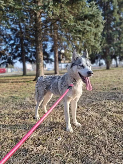 FREYA, adopted