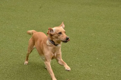 ERIK, adopted
