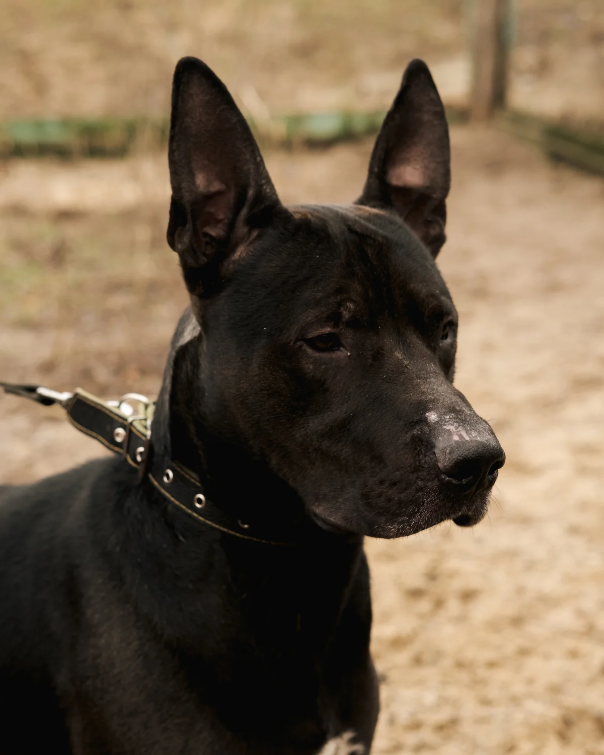 Doberman