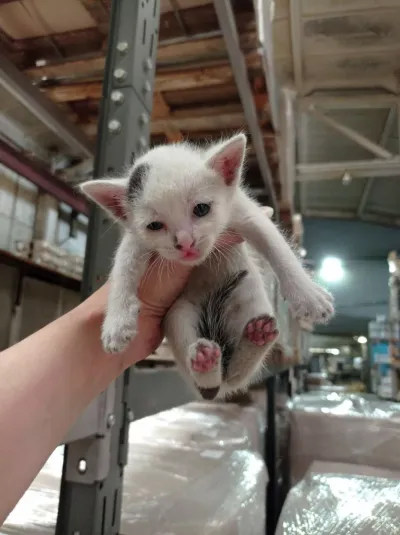 -, adopted
