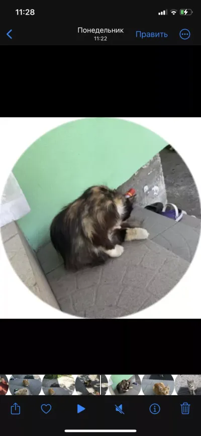-, adopted