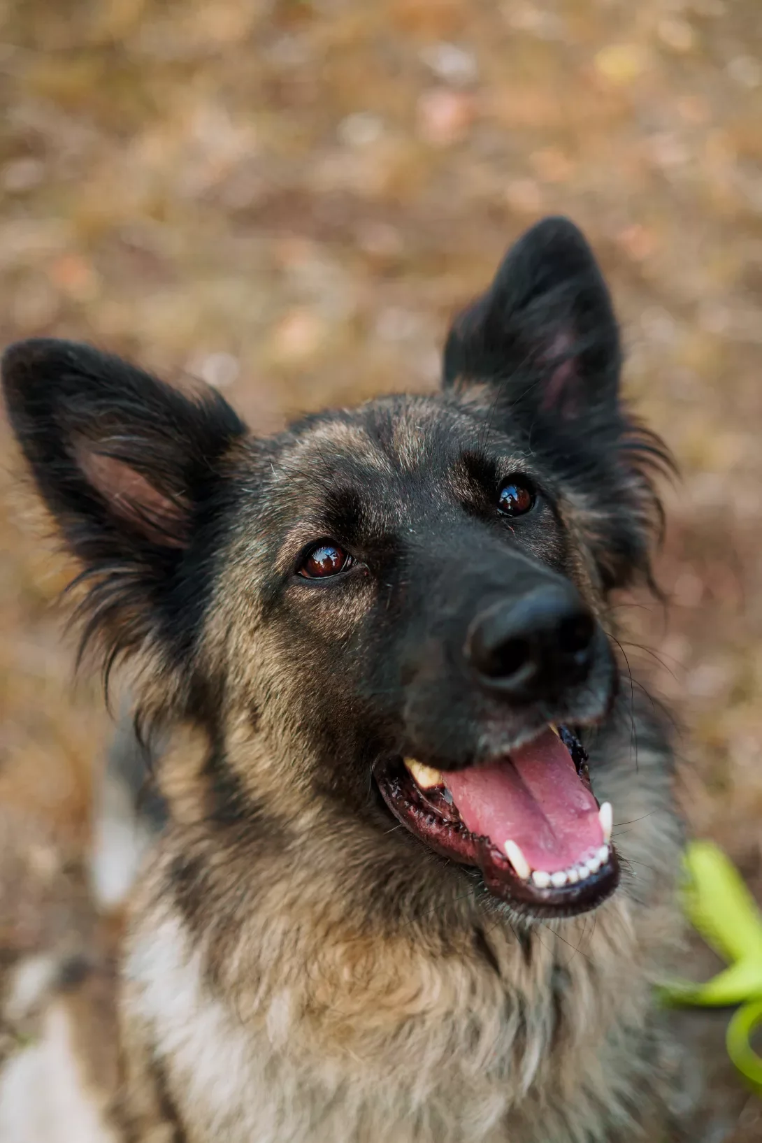 Collie