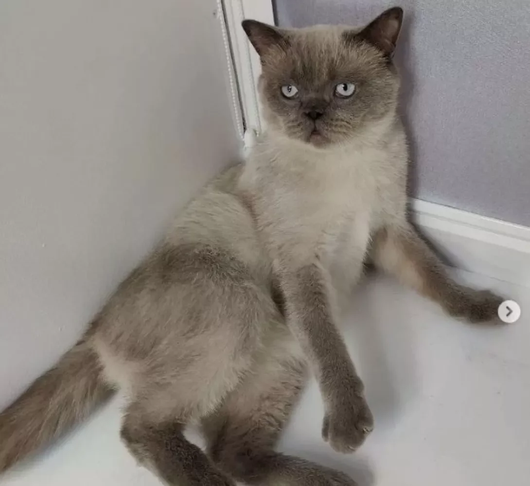 British Shorthair