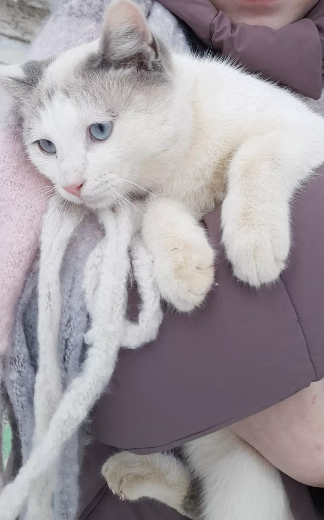 Siamese