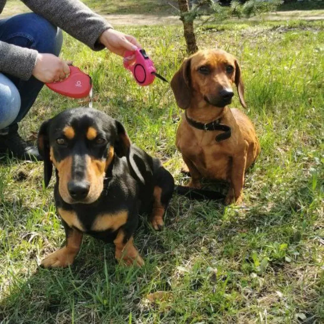 Dachshund