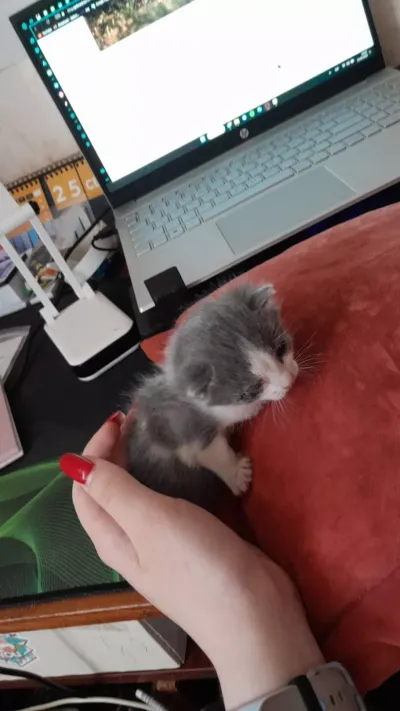 -, adopted