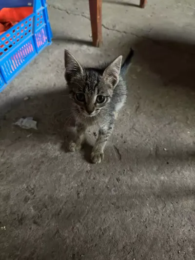 -, adopted