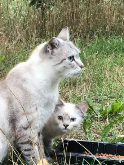 ---, adopted
