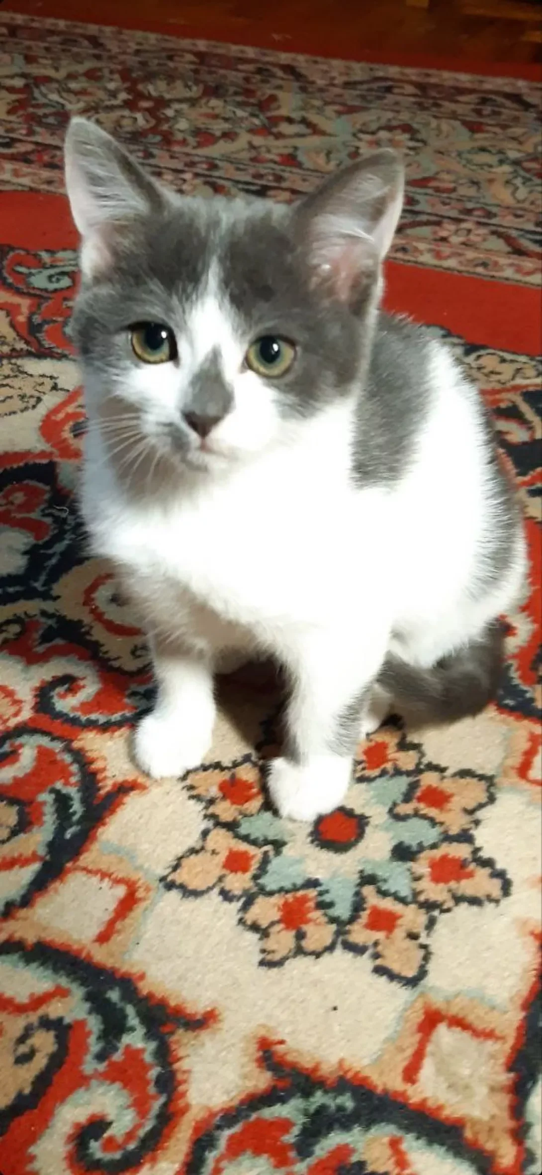 Mixed Breed