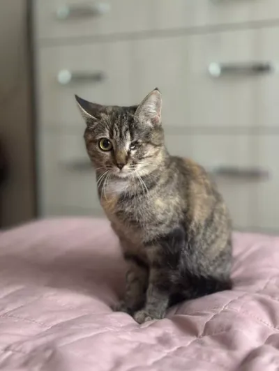 -, adopted