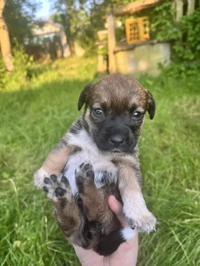 -, adopted