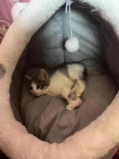 -, adopted