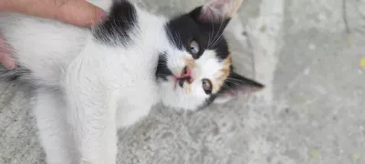 -, adopted