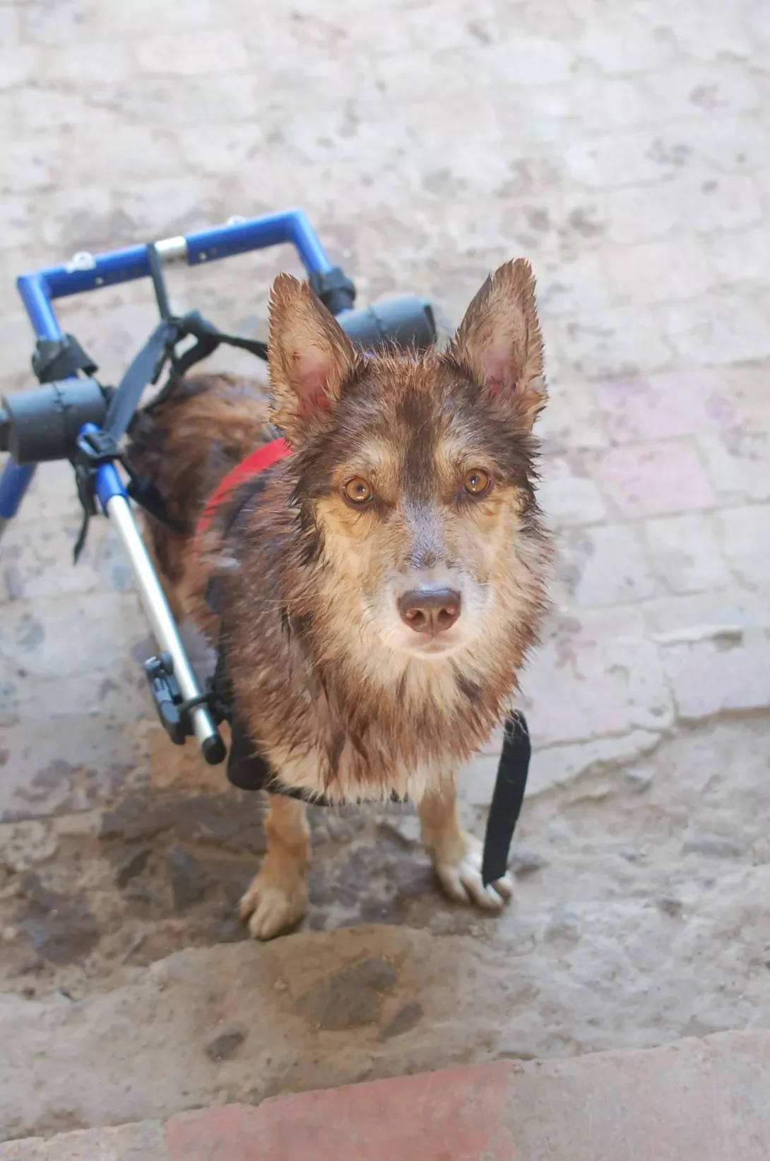 Husky